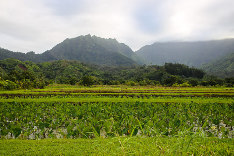 Hanalei, Kauai Taro Fields