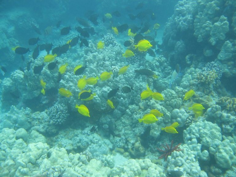 Mauna Lani Snorkeling